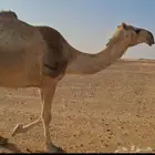 لقحات للبيع