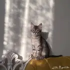 حيوانات قطط