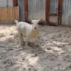 ماعزم قزم بيور انثى