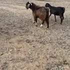 عارضينا عنز وتيس