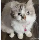 قطط لتبني