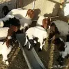 مطلووب دواغير نعيم ونجد