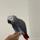 كاسكو