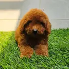 ميني توي بودل وبومرينيم ويوركي