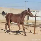 مهره عربيه للبيع