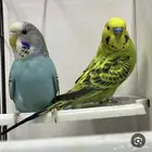 طيور زينه بيع جملة البادجي وزيبرا وكروان
