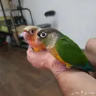 كنيور فروخ هدد داخلي