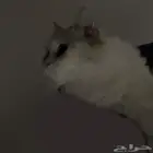 قطة للتبني