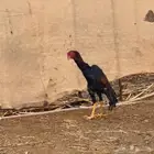 ديك سندي توب التوب العدد 2