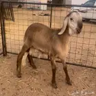 للبيع مشروع فحل درماني الدوادمي