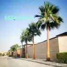 نخل ملوكي نخل واشنطني