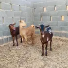 جفرات دهم جنوبيه