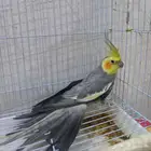 اللبيع كروان