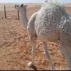 حاشي للبيع لباني العمر خمس شهور سوم 4300
