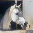 حصان واهو محدود ب8 الاف