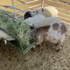 خرفان طيبات للبيع عدد 7