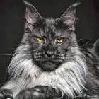 Maine coon cat for sale