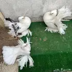 زوج رقاص هندي فاخر معاه انتاجه