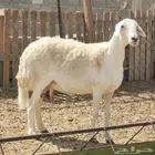 شاه حريه حليب للبيع