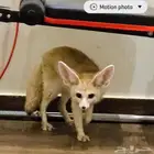 فنك فوكس للبيع