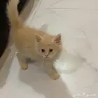 قطط صغيره شيرازي