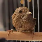 من اندر النوادر الميني خوامي استاذ فن التغريد