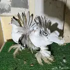 طبه رقاص هندي