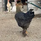 دجاج براهما للبيع