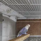 جوز روز اوبلاين