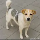 كلب اسبن