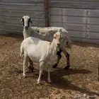 شياه رفيديات (ميديات) طيبه