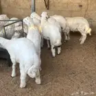 طليان حريات