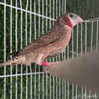 زيبرا الوان جميله