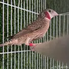 طائر الزيبرا المذبوح