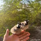 ذكور بلابل تربيه