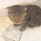 قطه للتبني