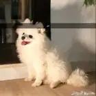 زوج كلاب منتج Pomeranian