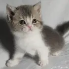 للبيع سكوتش فولد