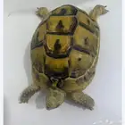 سلاحف Sulcata