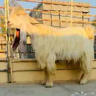 فحل عارضي اصفر كفووو