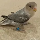 طير روز رمادي كاسكو