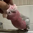 للبيع فرخ قالا غر