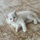 قطتين للتبني بالقصيم