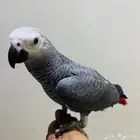 للبيع فرخ كاسكو هولندي