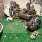 زوج رقاص هندي منتج فاخر