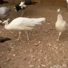 زوج طاووس ابيض