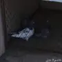 حمام هندي درجة اولى