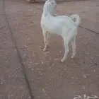 ثني مشروع فحل الخرج