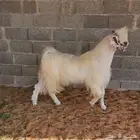 تيس مصري وقبرصي