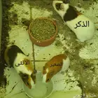 هامستر للبيع - بلجرشي